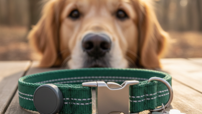 How to Make a Pet Collar Safe for Your Beloved Pet?