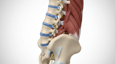 How to Understand the Thoracolumbar Spine System Basics?