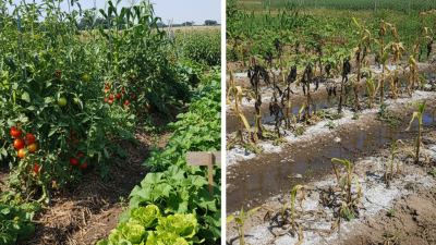 Avoid These Fertilizer Mistakes at the 139th Canton Fair?