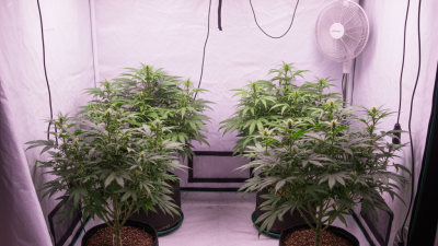 What Size Grow Tent for 4 Plants is Best for You?