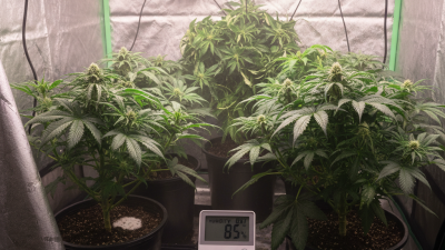 China Top 10 Reasons Your Grow Tent Humidity Is Too High?
