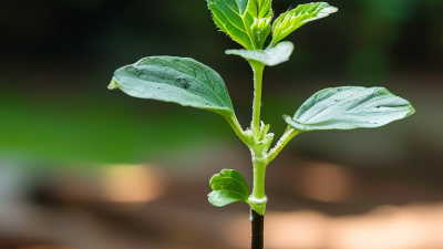 Why Do Seedlings Need Gentle Fertilizer Tips for Healthy Growth?