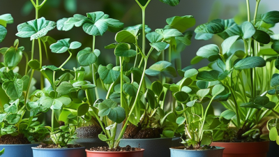 When to Switch Grow Lights from Veg to Bloom Tips?