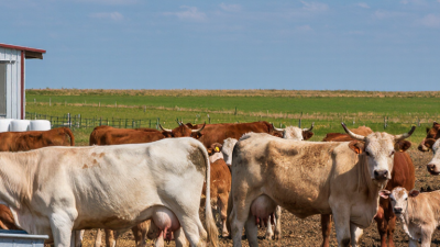 China Top Mycotoxin Binders What Are Hidden Signs in Cattle?