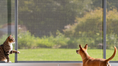 7 Best Ways to Make Window Screens Pet Proof