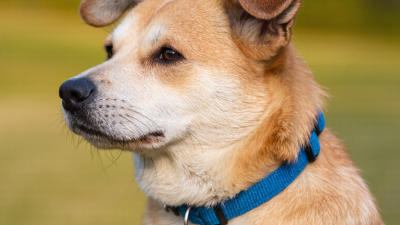 7 Best Ways to Safely Customize Dog Tags with Personal Info