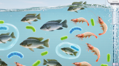 How Do Probiotics Help in Aquaculture Feed?