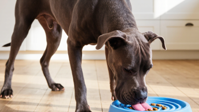 How to Stop a Dog From Eating Too Fast