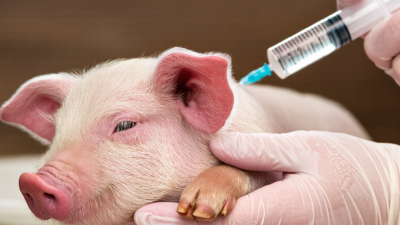 What Is the Best Way to Administer Oral Solutions to Piglets?