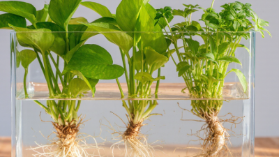 How to Propagate Plants from Stem Cuttings in Water?