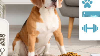 ¿Por qué los perros mayores necesitan croquetas bajas en calorías?