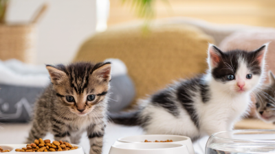 How to Set Feeding Times for Kittens Correctly?