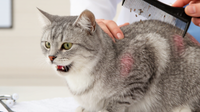 Como saber se seu gato tem pulgas quais são os sinais?