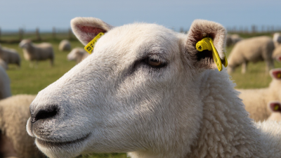 What Is a Sheep Visual Ear Tag and How Does It Work?