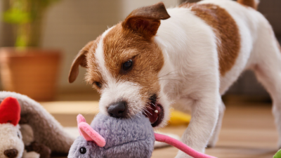 Why Do Dogs Like Squeaky Toys 7 Key Tips?