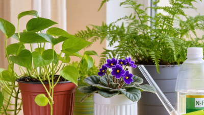 How to Choose the Right Fertilizer for Indoor Plants?