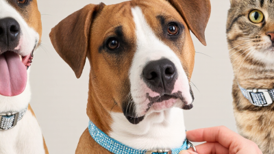 2026 Best Guide How to Choose Safe Bling for Pets?