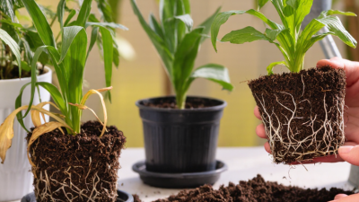 China Top How to Prevent Root Rot in Container Plants?