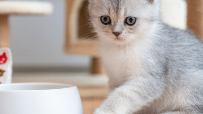 ¿A qué edad pueden comer premios los gatitos?