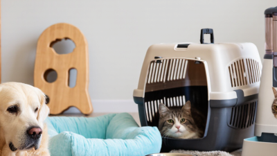 2026 Top Pet Supplies Why Is My Pet Scared of New Supplies?