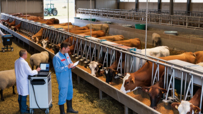 10 Tips to Improve Feed Efficiency in Livestock