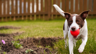 How to Understand Why Dogs Bury Their Toys in the Backyard?