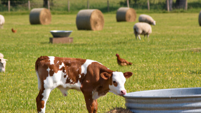 Top 10 Nutrients Farm Animals Need Daily?