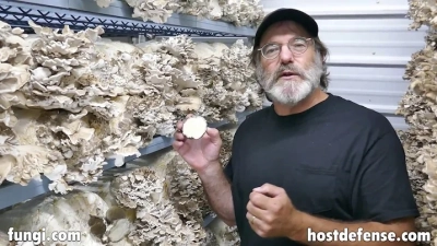 Challenges Importers Face with Maitake Extract Sourcing