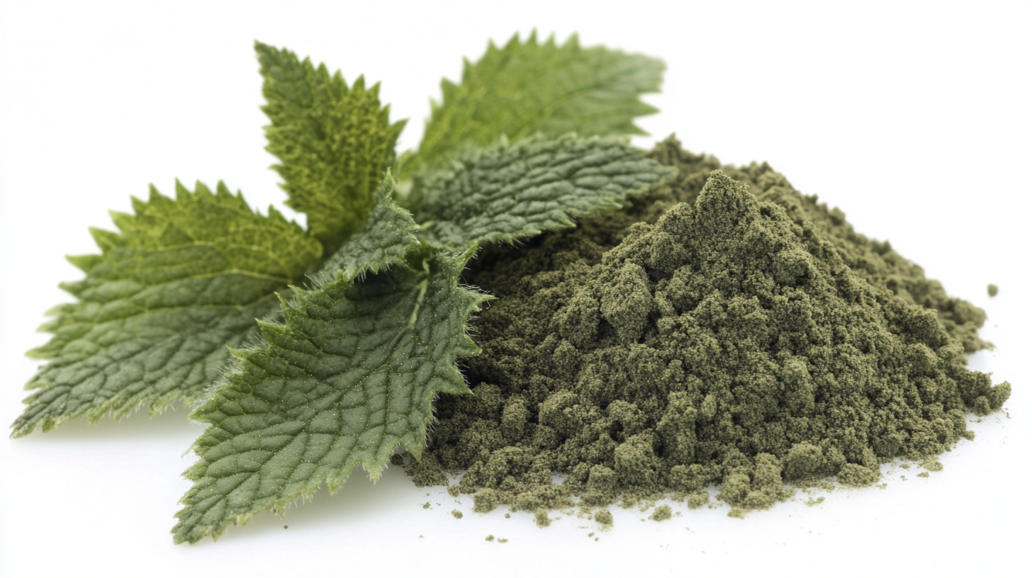 What Makes Organic Nettle Leaf Powder a Must Have for Buyers Worldwide