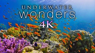 Exploring Innovations in Transparent Underwater Screens for Enhanced Aquatic Viewing Experiences