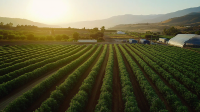 Innovative Advantages of Tunnel Greenhouses for Sustainable Agriculture