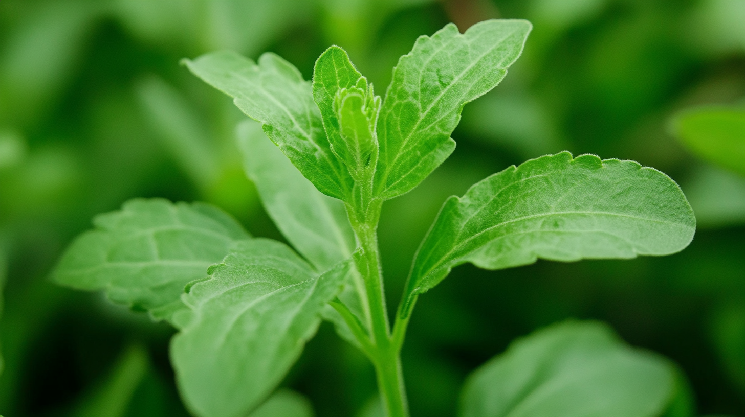 Navigating the Quality Standards Challenges in Best Stevia Extract Production