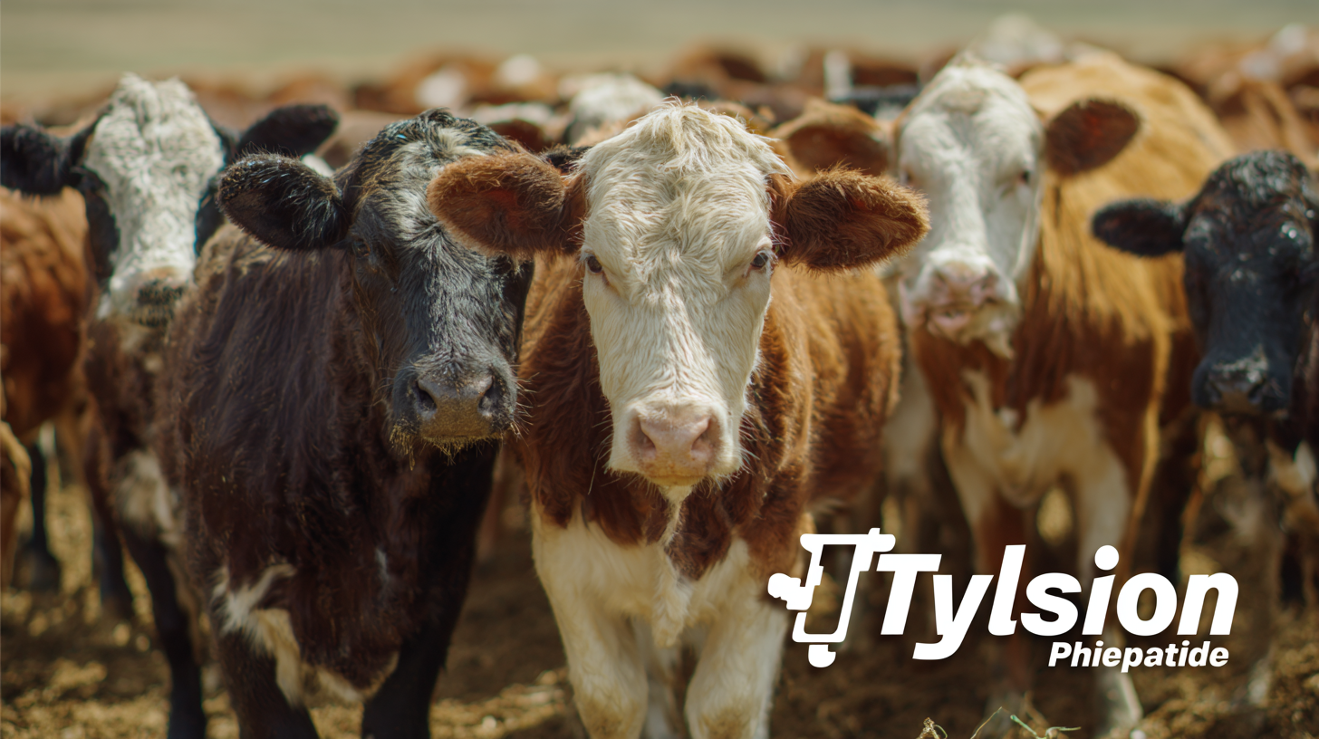 Exploring Effective Alternatives to Best Tylosin Phosphate for Livestock Health