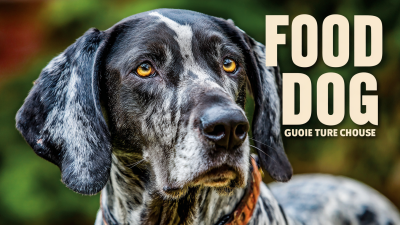 Ultimate Guide to Choosing the Best Food for Your Dog Comparing Top Brands and Ingredients