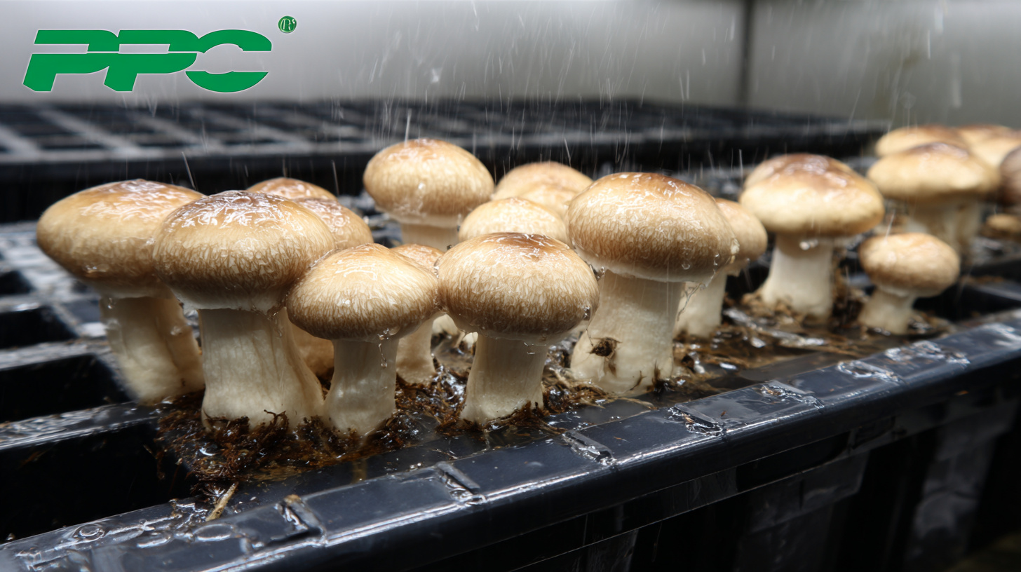 Mastering the Art of Fungal Cultivation with Best PP Mushroom Grow Bags and Injection Port Techniques