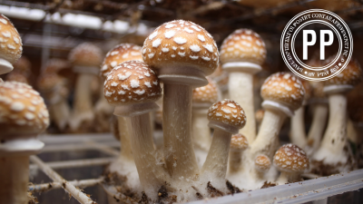 Mastering the Art of Fungal Cultivation with Best PP Mushroom Grow Bags and Injection Port Techniques