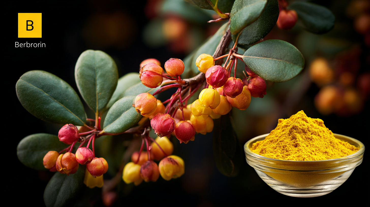 5 Essential Tips to Maximize Benefits of Best Berberis vulgaris Extract
