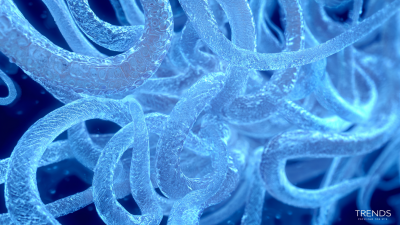 2025 Trends in the Frozen Seafood Market Comparing the Best Frozen Squid Tube Options