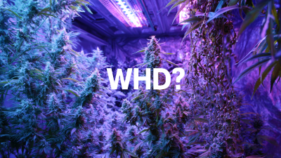Exploring Unique Alternatives to Best Led Grow Light for Your Indoor Garden