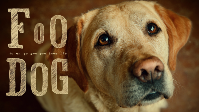 7 Reasons Why Your Dog Deserves the Best Food for a Healthy Life