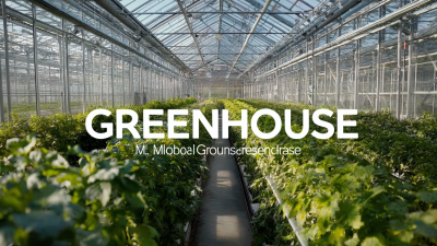 Global Buyers Discover Premium Multi-Span Greenhouses from Top Chinese Manufacturers