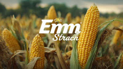 Envisioning Tomorrow: The Evolution of Best Modified Corn Starch in Industry Applications