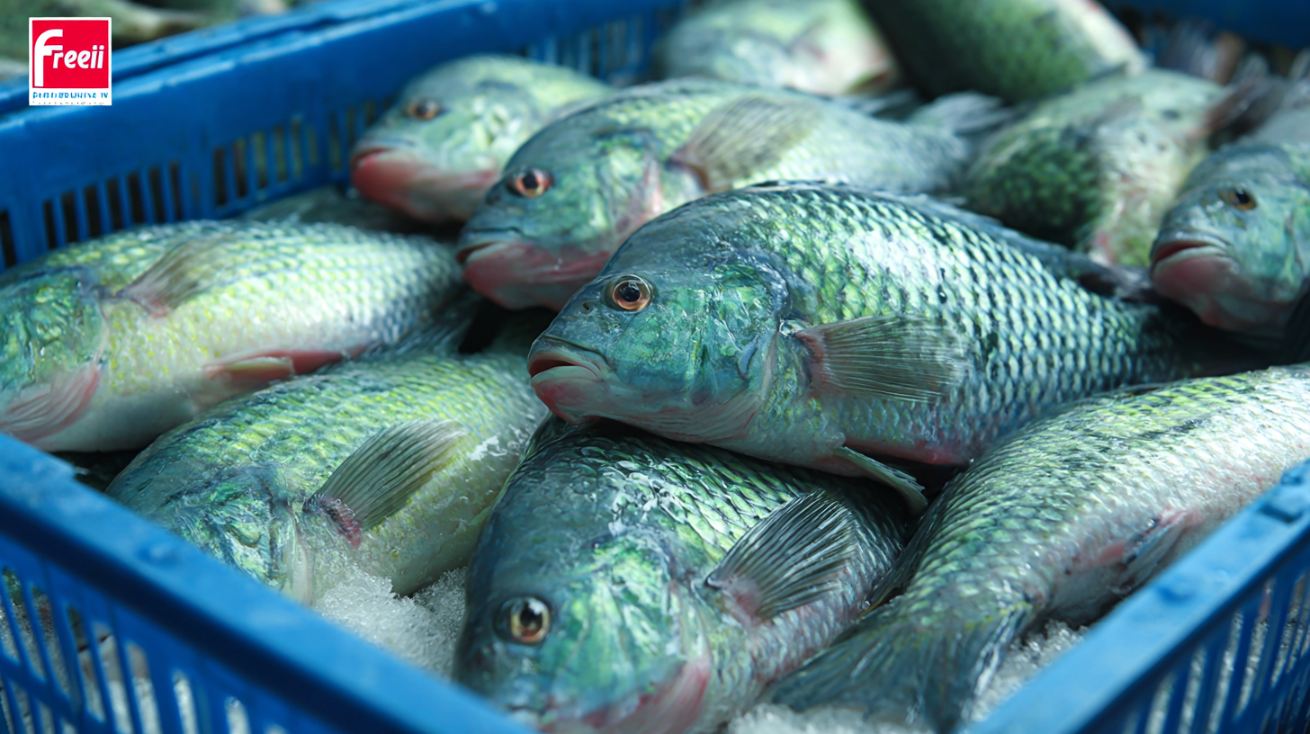 Discover Premium Chinese-Made Best Frozen Fish Tilapia for Global Buyers