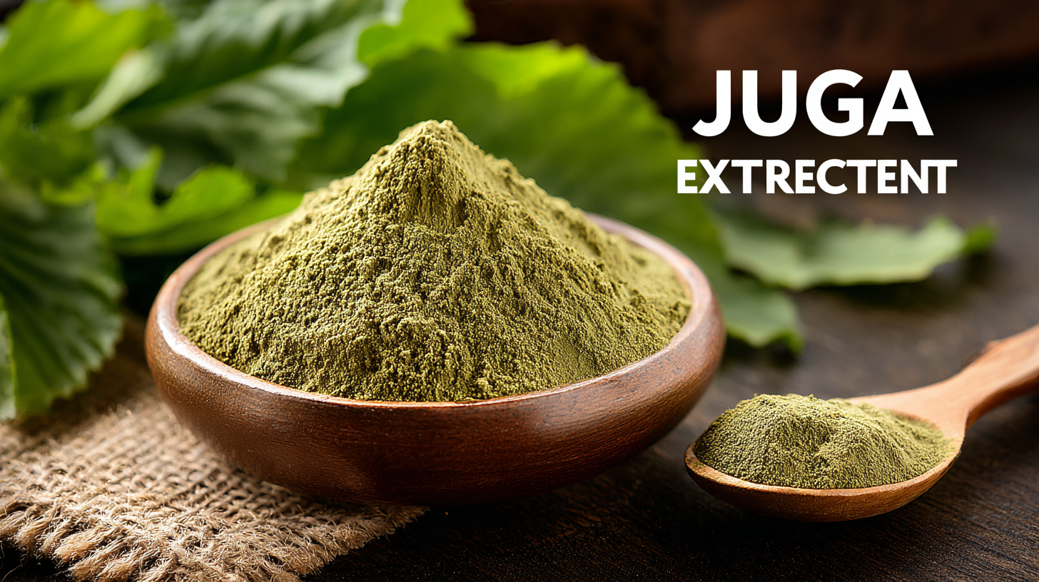 Unveiling Juga Extract Specifications and How to Source the Best Quality for Your Business