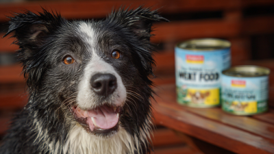 Exploring the Top Alternatives to Best Healthy Wet Dog Food for Your Canine Companion