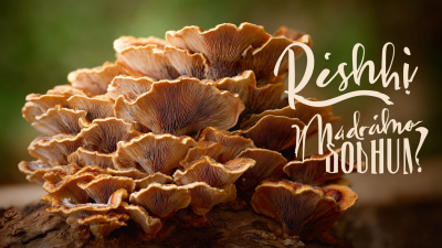 Unlocking the Benefits of Best Reishi Mushroom Extract in Five Key Industries