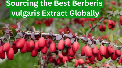 Ultimate Checklist for Sourcing the Best Berberis vulgaris Extract Globally