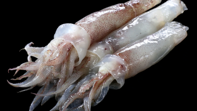 7 Tips for Sourcing the Best Frozen Squid Tubes for Your Global Business Needs