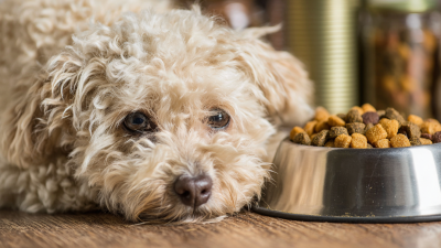 Understanding the Industry Standards for Best Canned Dog Food Production