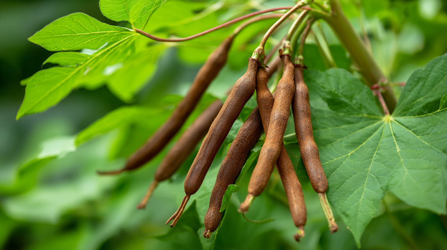 Unlock the Power of Premium Pueraria Lobata Extract from Leading Chinese Manufacturers